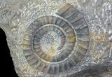 Pair Of Devonian Anetoceras Ammonites - Morocco #67721-2
